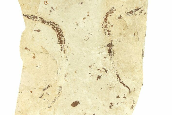Fossil Pipefish (Syngnathus) Plate - California #294290